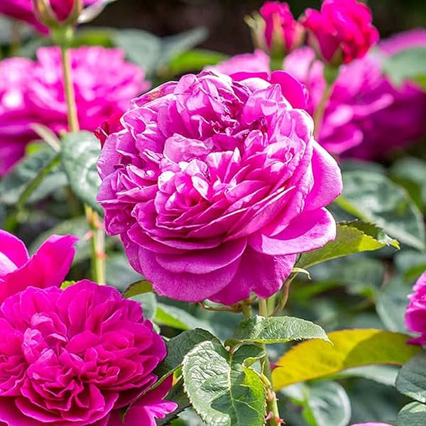pink heirloom flower seeds