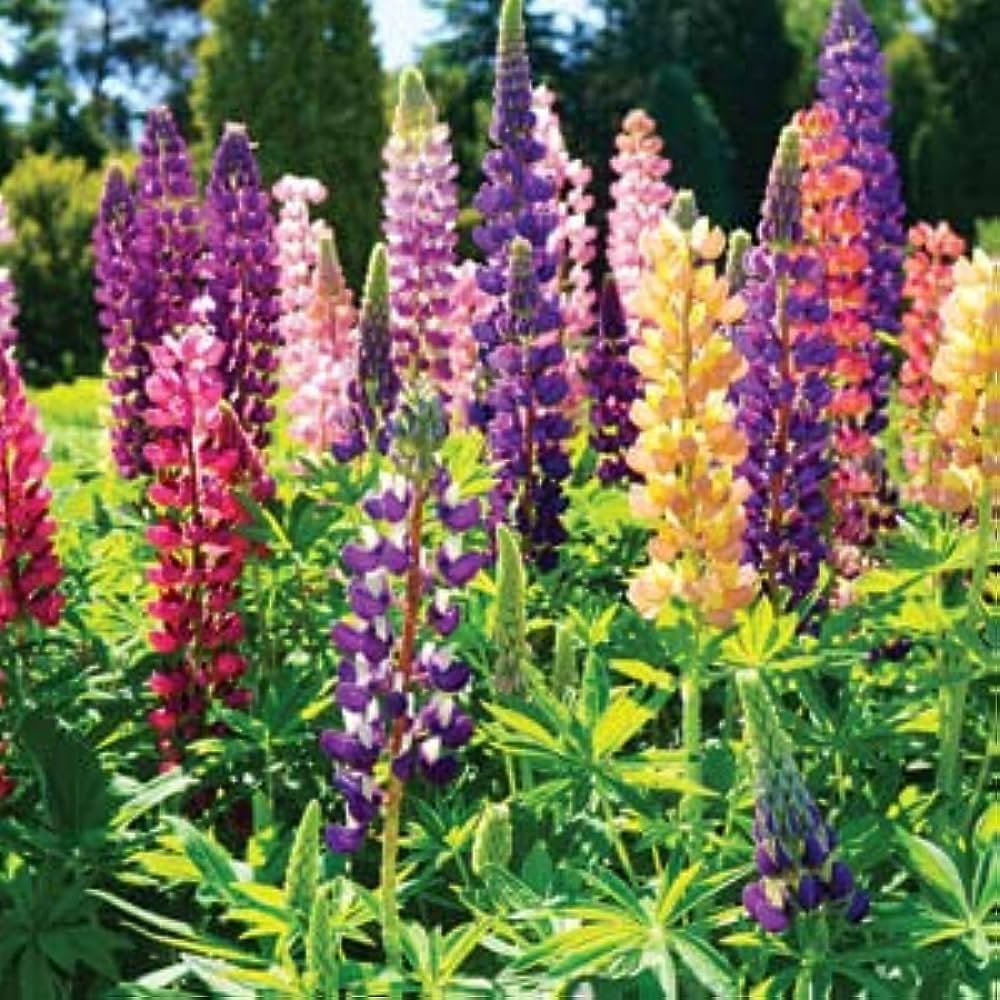 lupine lupinus flower seeds