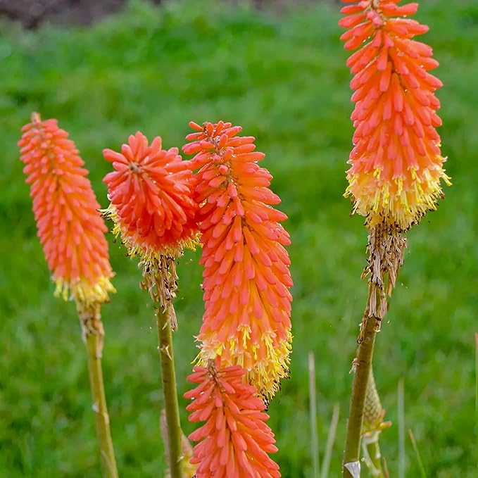 Heirloom Non-GMO Kniphofia Flower Seeds for Planting – Striking Torch-Lily Blooming Seeds, High Germination