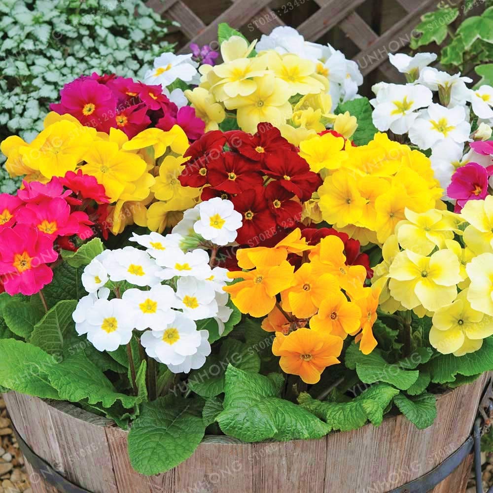 primula malacoides flower seeds