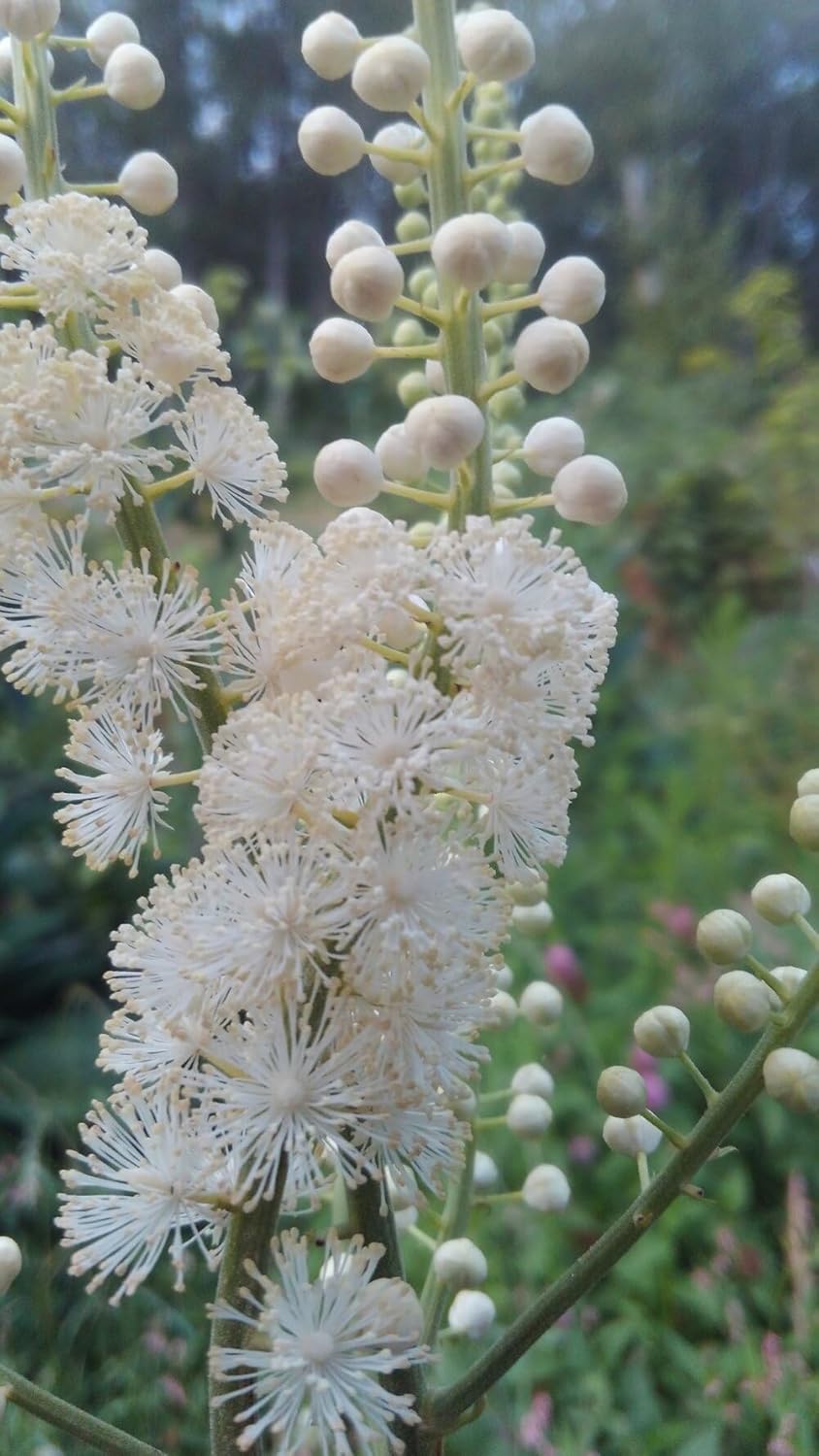 Flower Seeds, Seeds for Planting, Plant Seeds