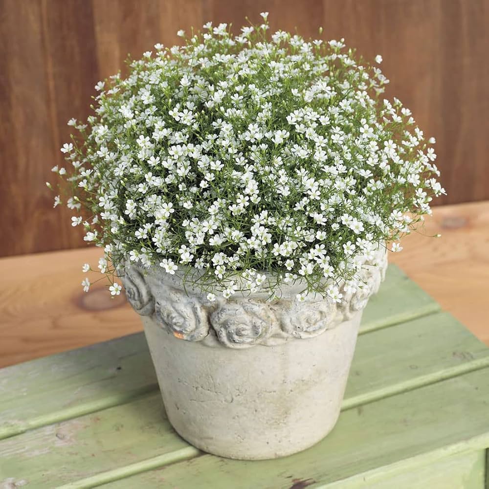 Fersken Gypsophila blomsterfrø til plantning – 100 stk