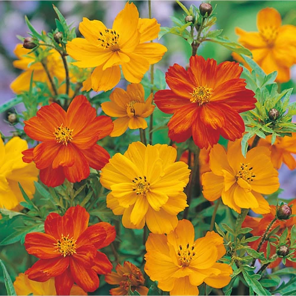 orange cosmos flower seeds