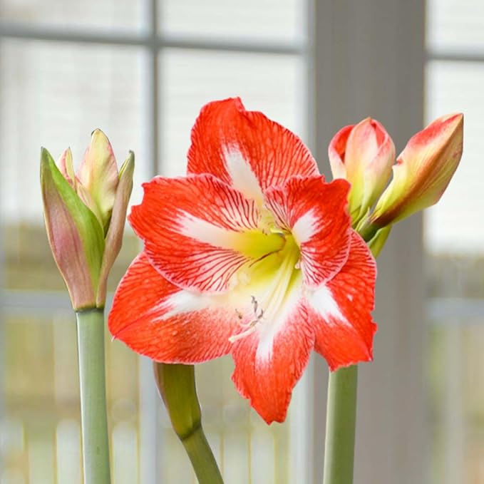 Amaryllis blomsterfrø til plantning, sund og levende, 100 stk