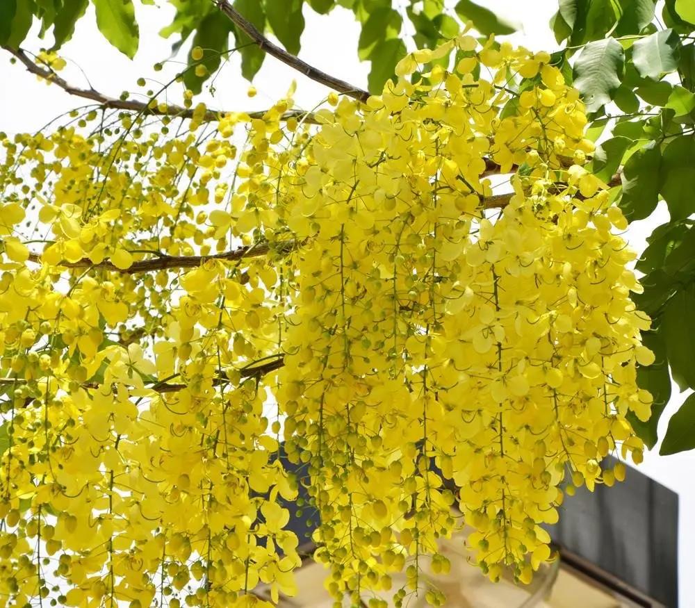 yellow laburnum flower seeds