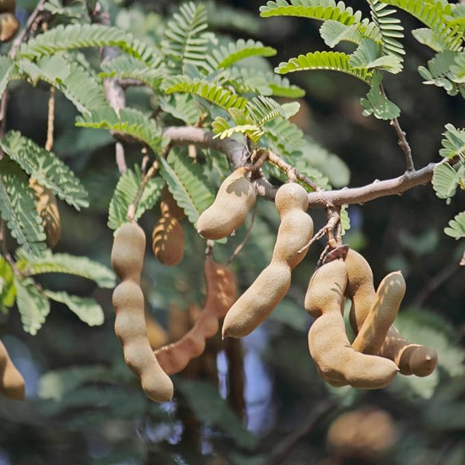 Tamarindfrugtfrøsæt til Tangy, tropiske frugter i din gård 100 stk