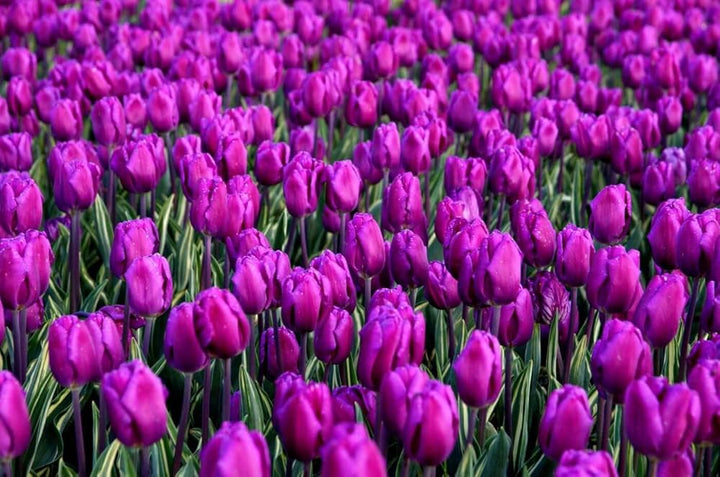 Purple Tulip Flower Seeds – Heirloom Non-GMO Bulb Seeds for Planting
