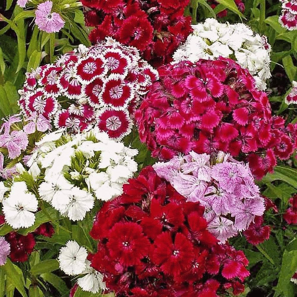 dianthus barbatus flower seeds