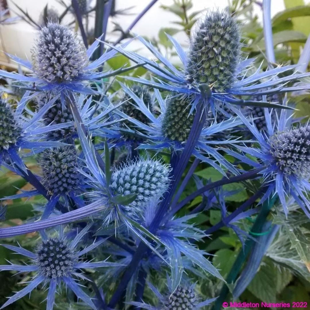 Flower Seeds, Seeds for Planting, Plant Seeds