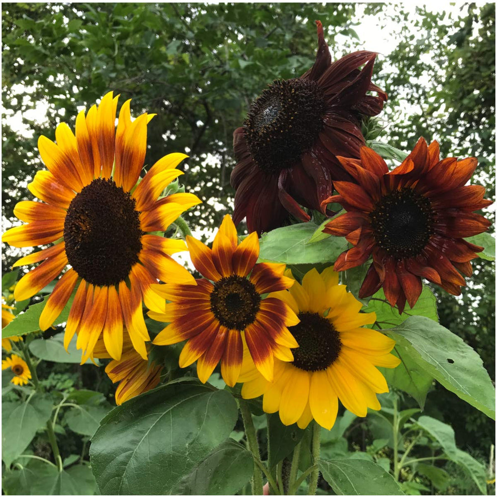 Helianthus Annuus Autumn Beauty Stunning Sunflowers With Autumnal Colors Flower Seeds Home