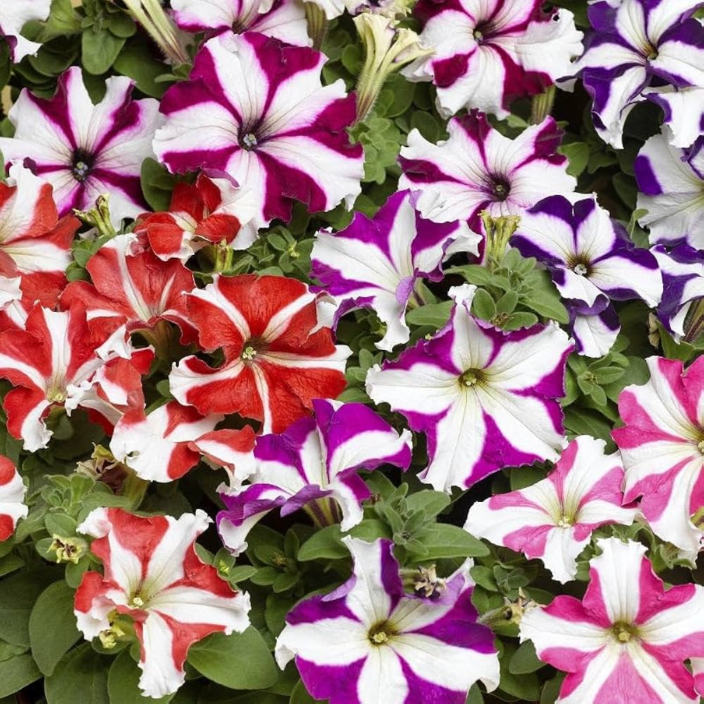 petunia petunia flower seeds