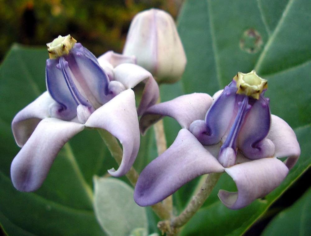 Lilla Calotropis Gigantea plantefrø til plantning - 100 stk