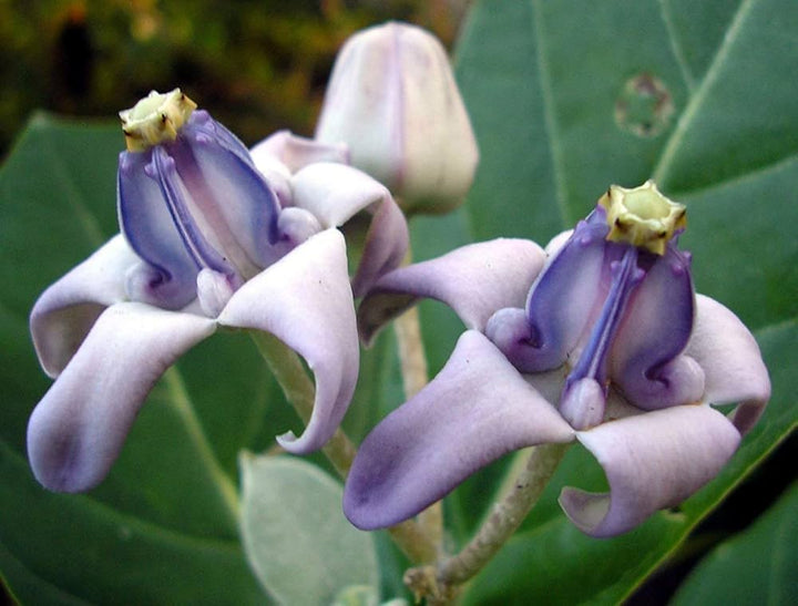 Purple Calotropis Gigantea Plant Seeds for Planting - 100 pcs