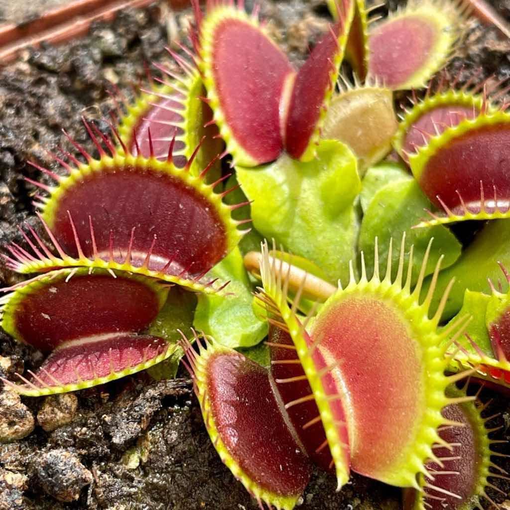 carnivorous plant flower seeds
