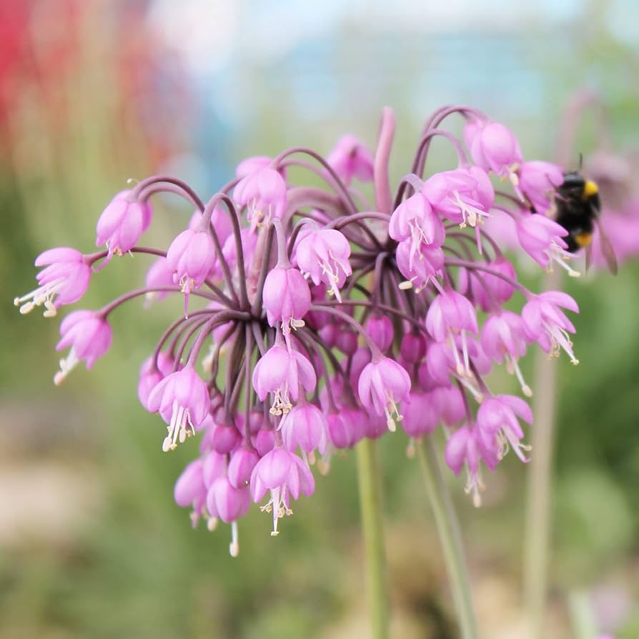 allium cernuum flower seeds