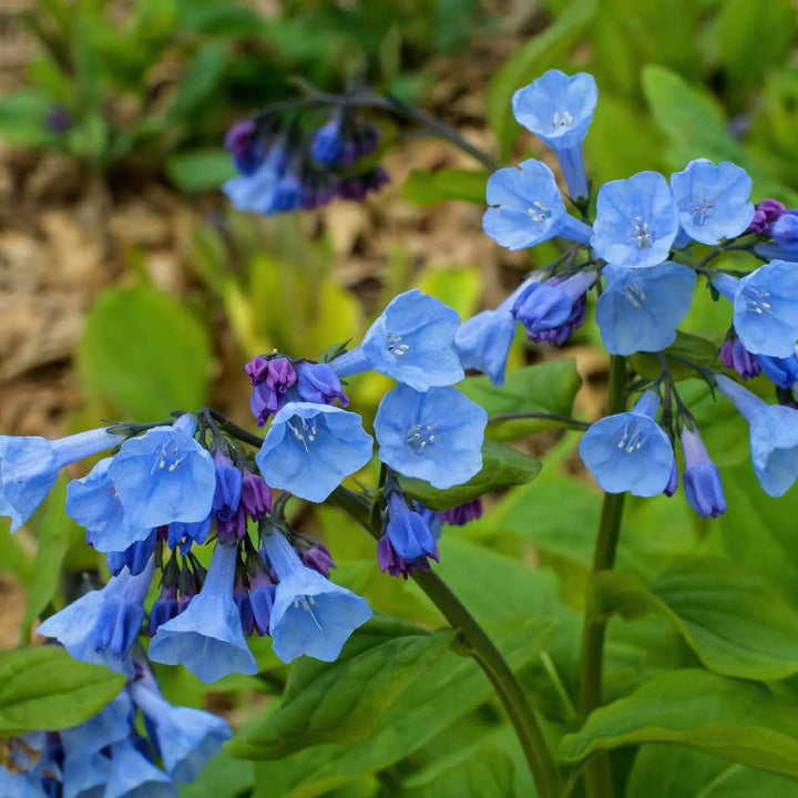 Mertensia Flower Seeds for Planting - 100 pcs