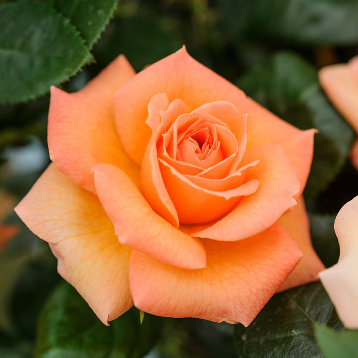 Multi-Color Light Orange Rose Flower Seeds for Planting – Heirloom, Non-GMO, High Germination Organic Garden Seeds