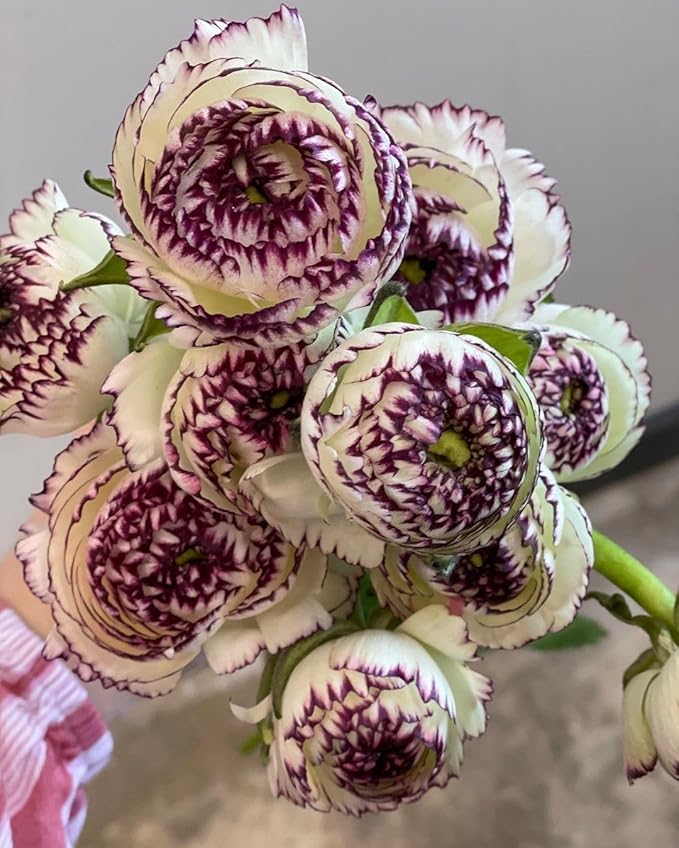 brown shade flower seeds