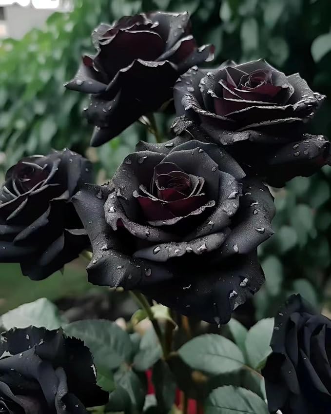 black rose flower seeds