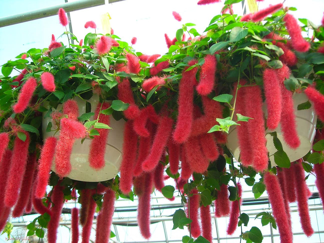 Pink Acalypha Chenille Plant Seeds for Planting - 100 pcs