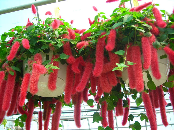 Pink Acalypha Chenille plantefrø til plantning - 100 stk