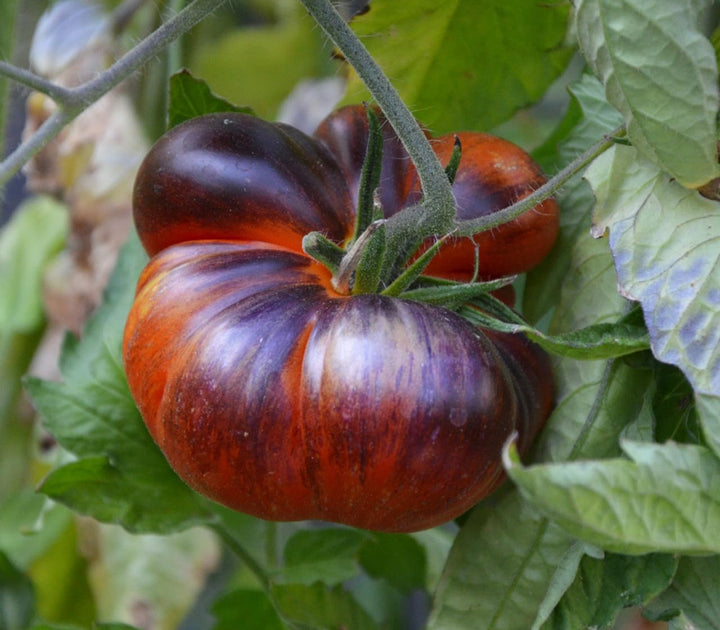 Black Blue Tomato Seeds for Planting