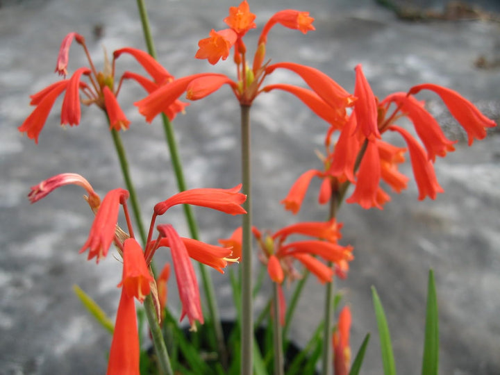 Flower Seeds, Seeds for Planting, Plant Seeds