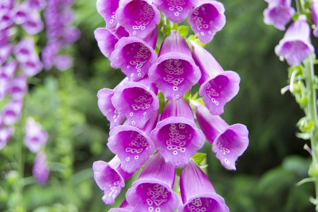organic digitalis flower seeds