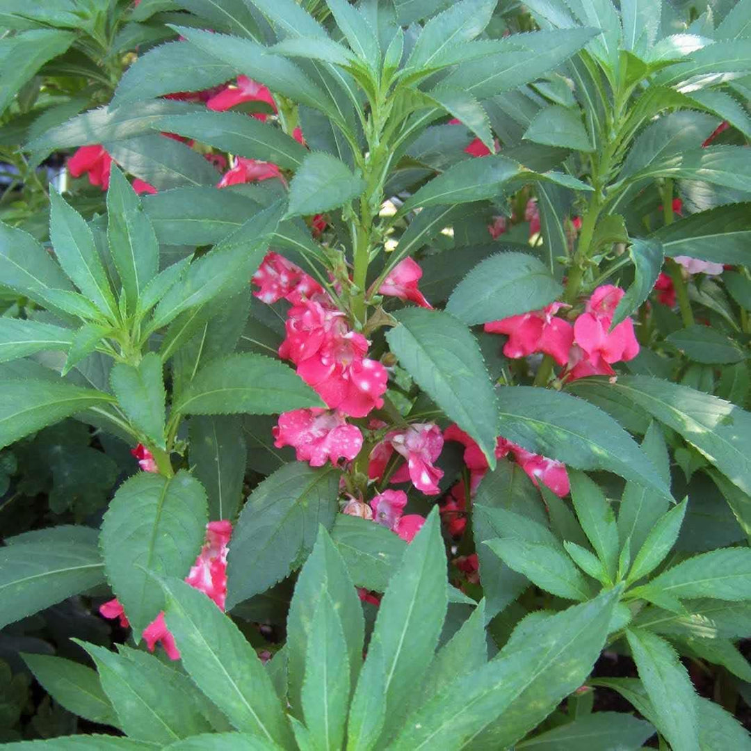 pink heirloom flower seeds