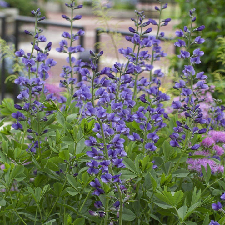 Blå falske indigo blomsterfrø til udplantning - 100 stk