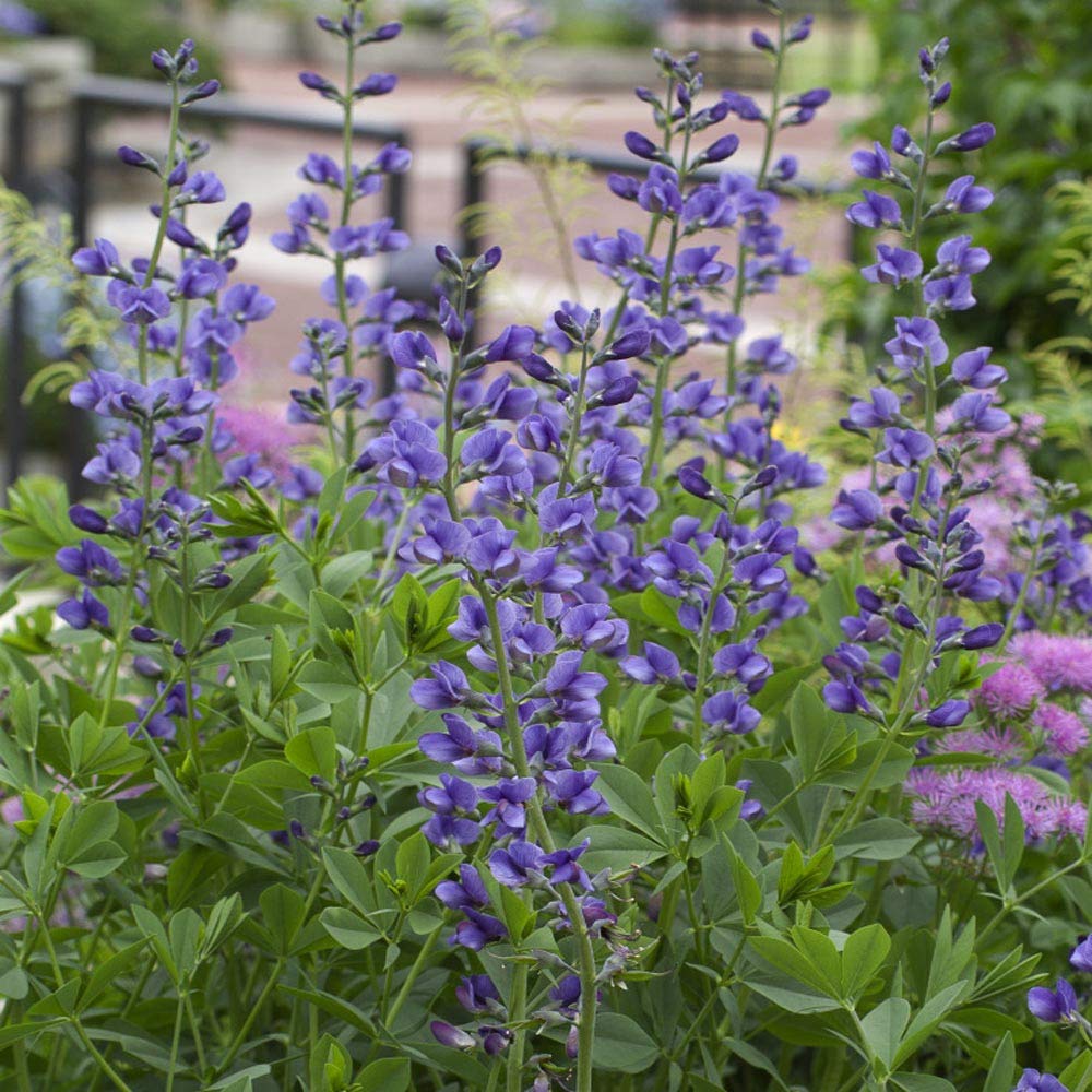 blue false flower seeds