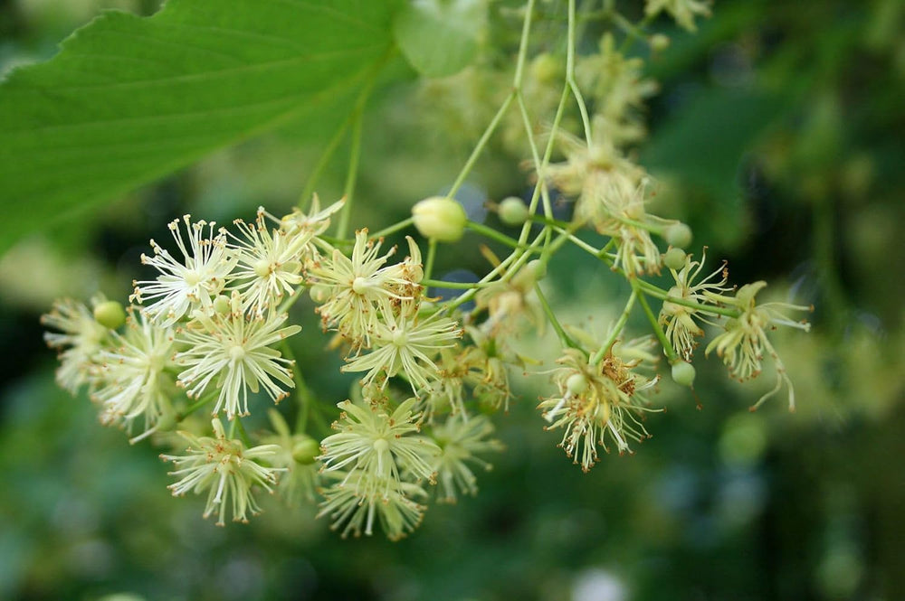 Flower Seeds, Seeds for Planting, Plant Seeds