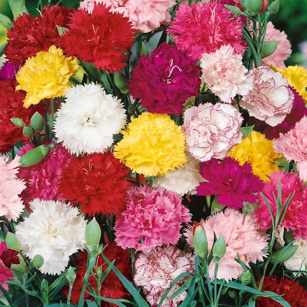 orange chabaud flower seeds