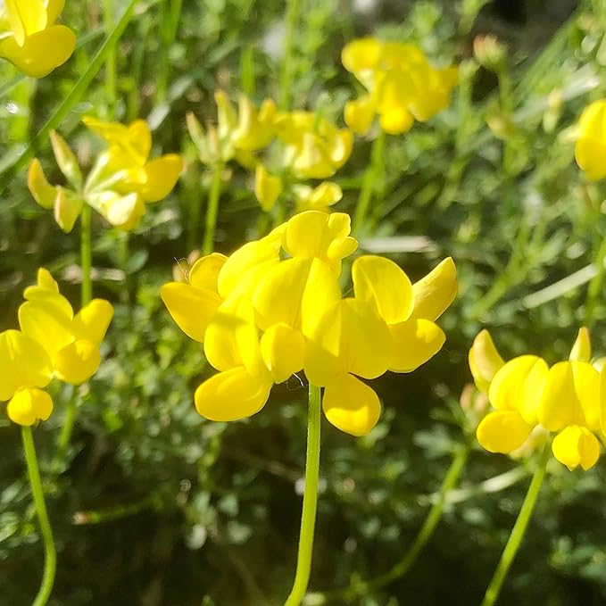 trefoil lotus flower seeds