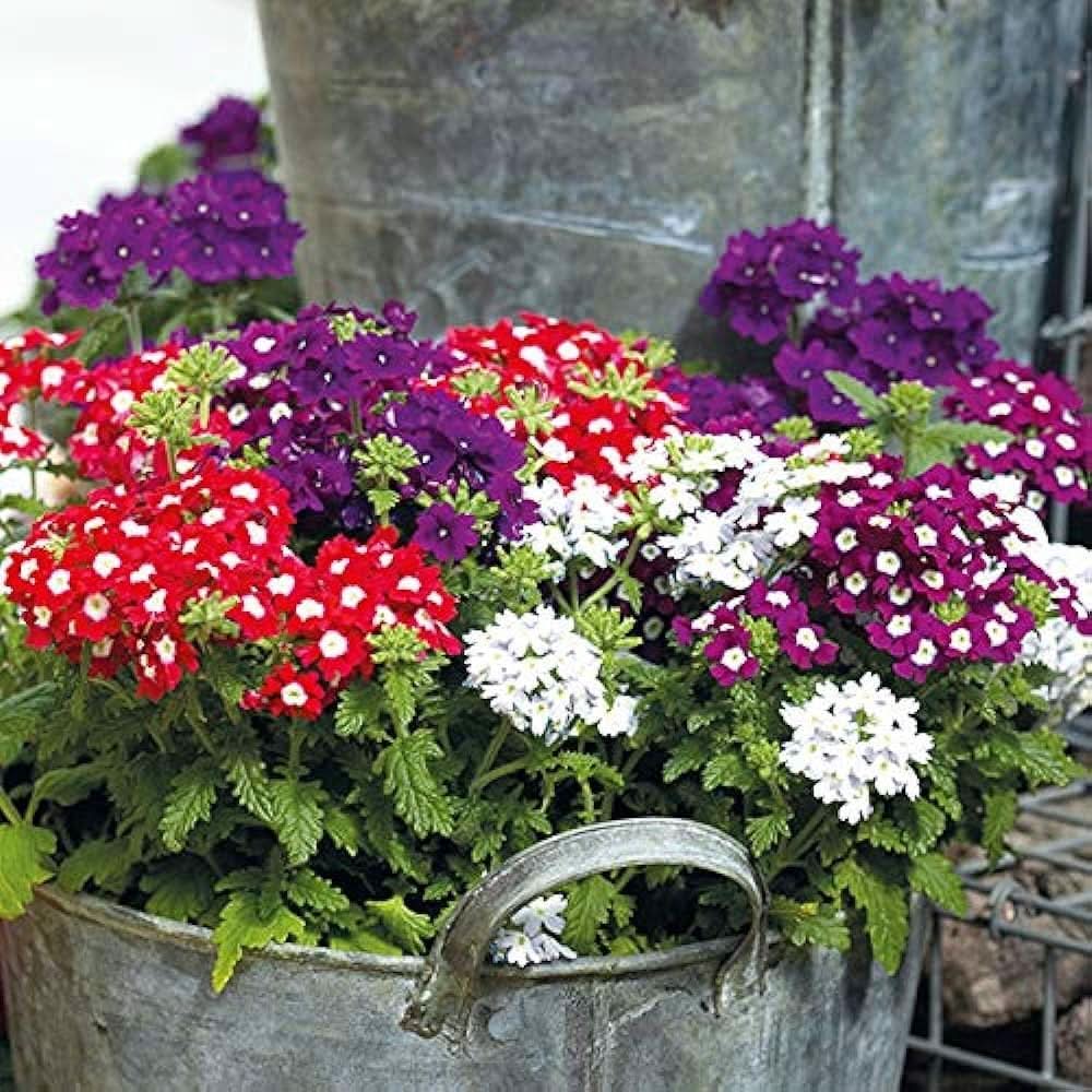 perennial ground flower seeds
