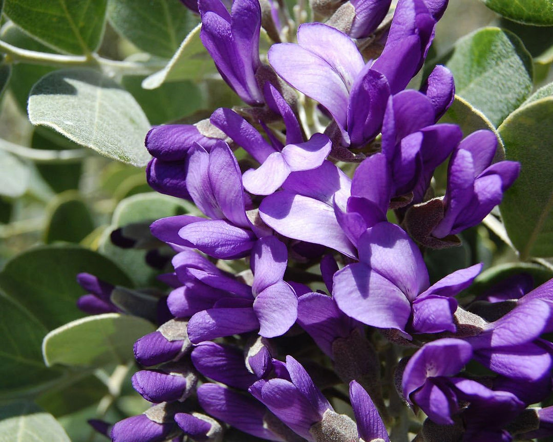 secundiflora flower flower seeds