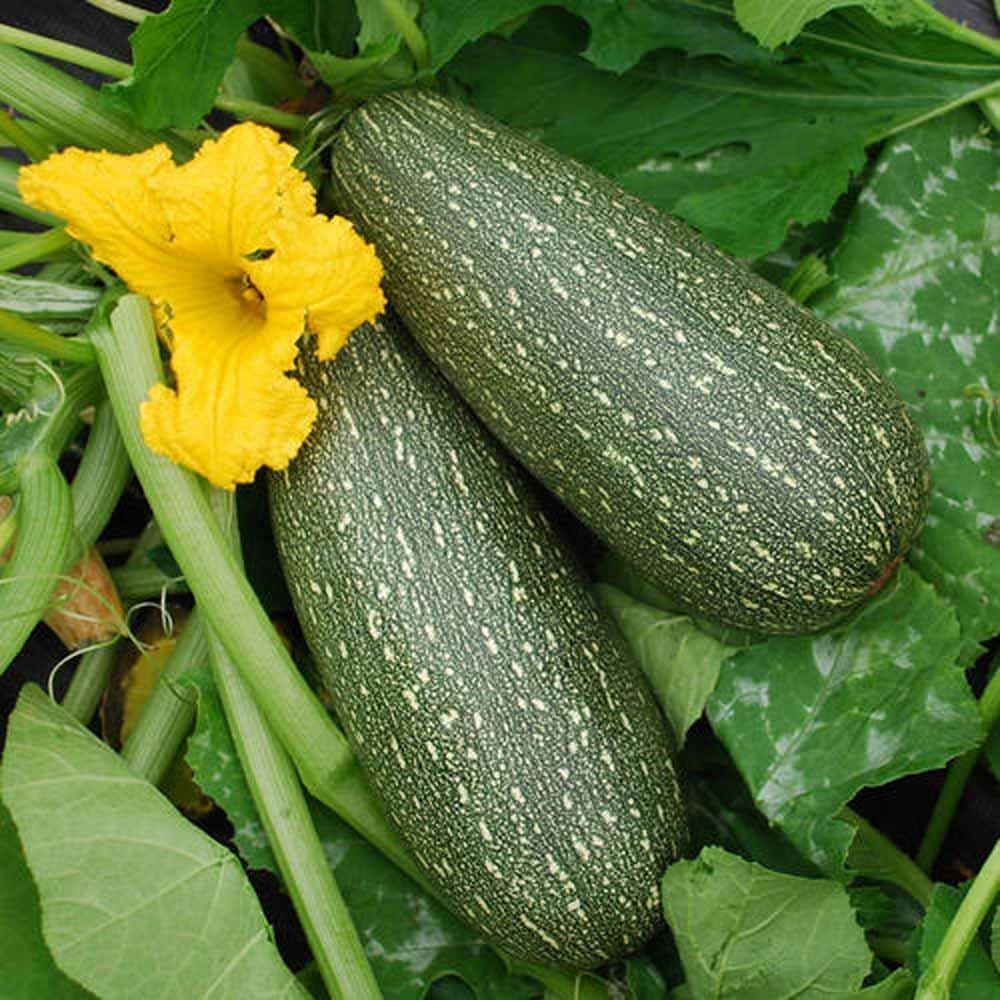 Heirloom Grey Zucchini Squash Vegetable Seeds for Planting