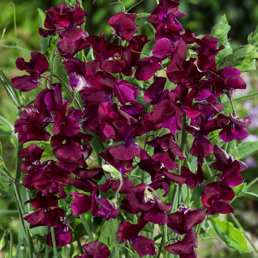 beaujolais sweet flower seeds