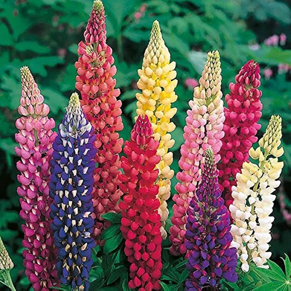 rainbow tutti flower seeds