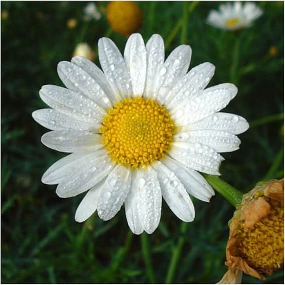 chamomile officinalis flower seeds
