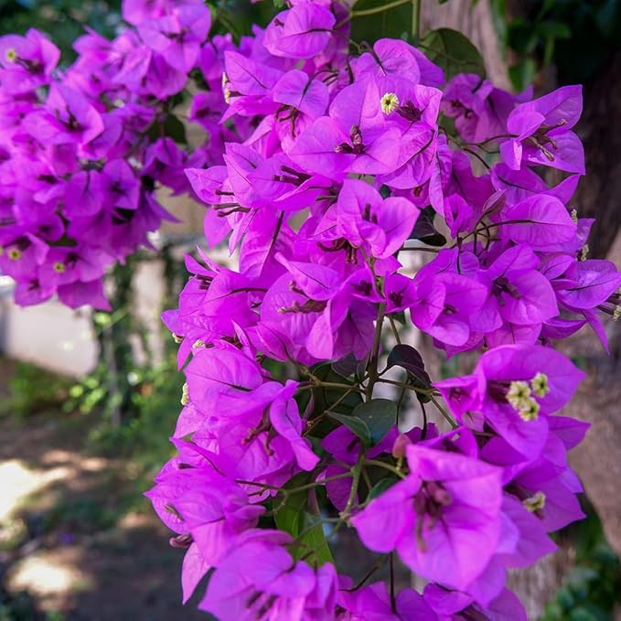 violet bougainvillea flower seeds