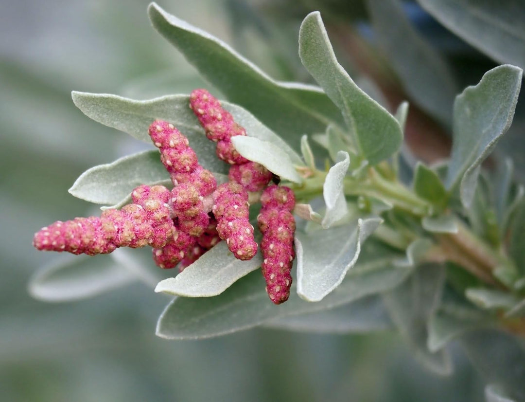 heirloom saltbush flower seeds