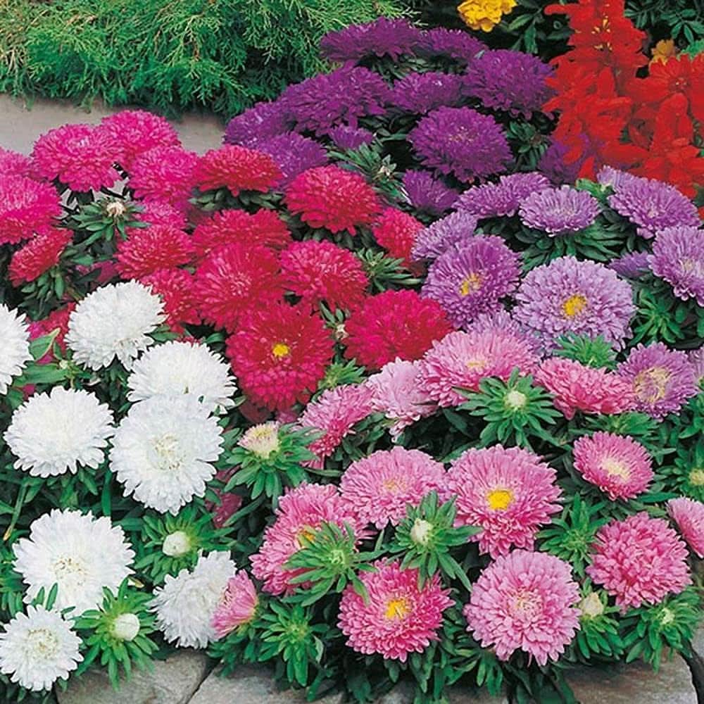powderpuff aster flower seeds