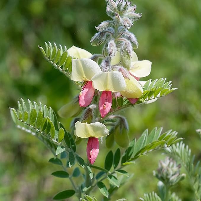 Goat's Rue Flower Seeds for Planting – Heirloom Non-GMO Seeds, Fragrant Pollinator-Friendly Blooms, High Germination