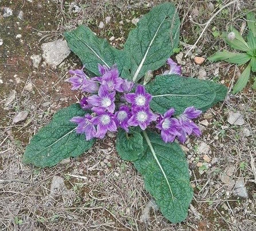 Mandragora blomsterfrø til plantning - 100 stk