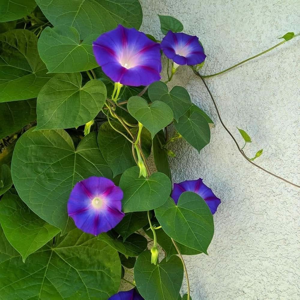 blue hanging flower seeds