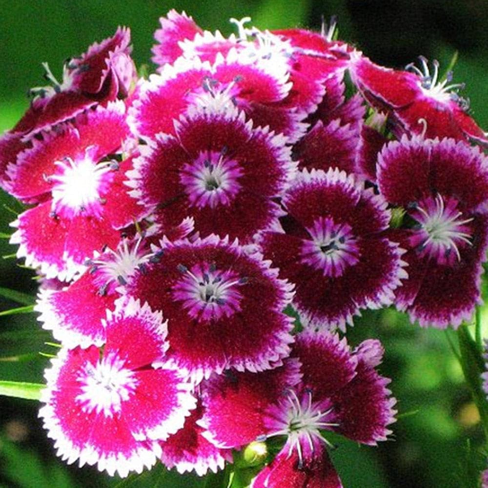 red organic flower seeds