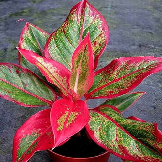 Aglaonema Plant Seeds Green Red for Planting 100 pcs