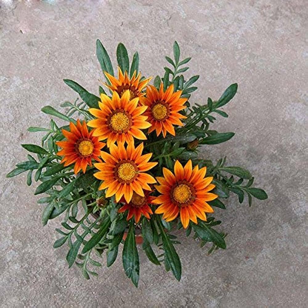 gazania mixed flower seeds