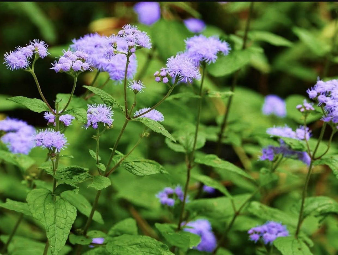 heirloom conoclinium flower seeds